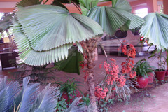 Licuala grandis